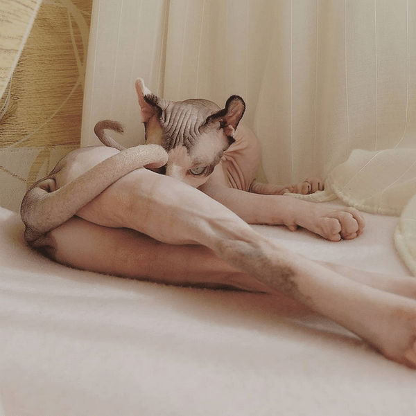 bug-naked-cat-03
