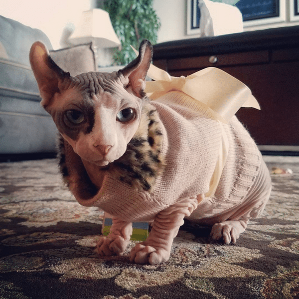 bug-naked-cat-04