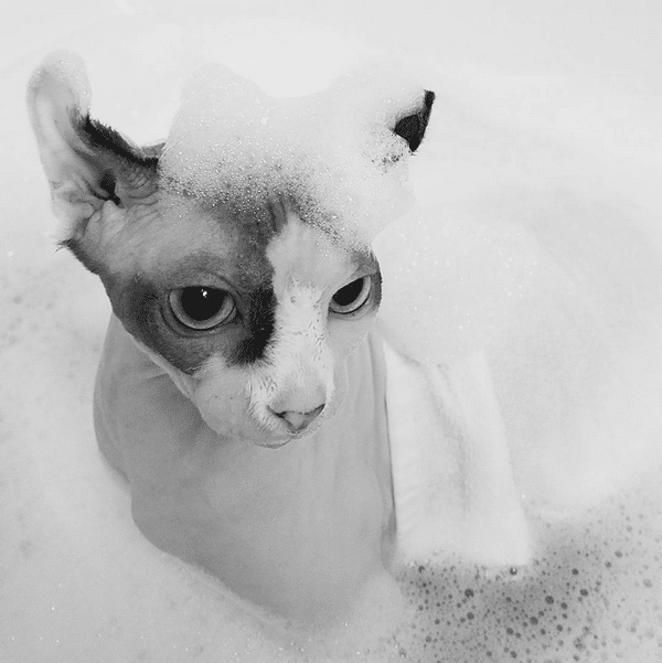 bug-naked-cat-05
