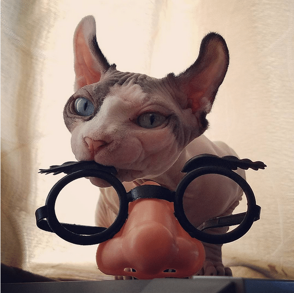 bug-naked-cat-07