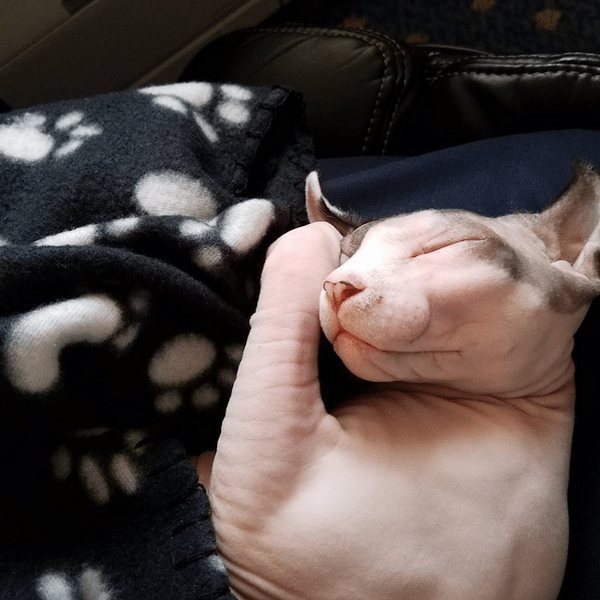 bug-naked-cat-09