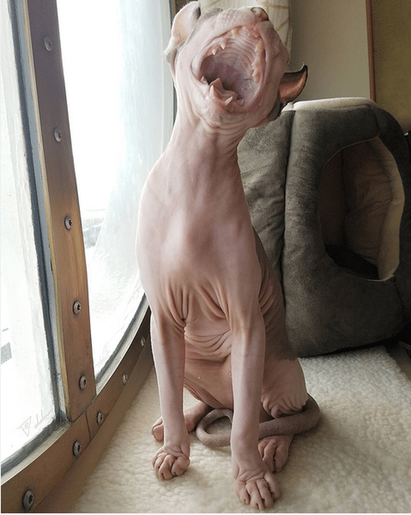 bug-naked-cat-10
