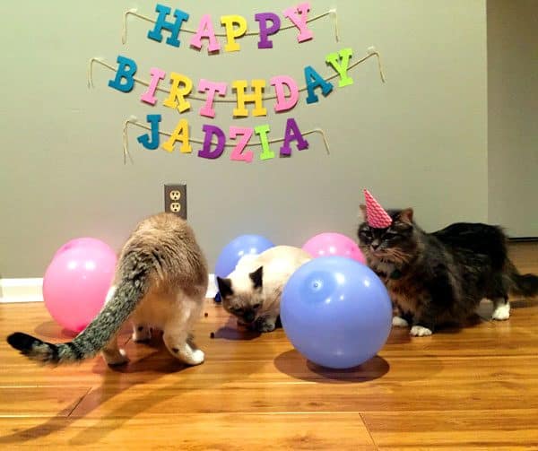 Word on the Street Have You Thrown a CatThemed Party? Catster