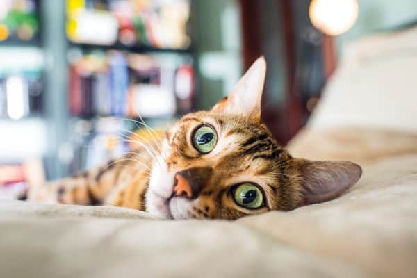 cat-vet-tips-joints-01
