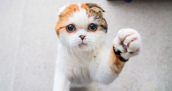 cat-vet-tips-joints-02