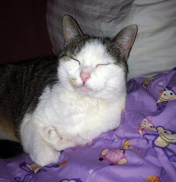 Cat People Problems Does Your Cat Steal Your Spot? Catster