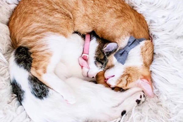 At Crumbs & Whiskers, you just might walk in on this intense cuddle session.