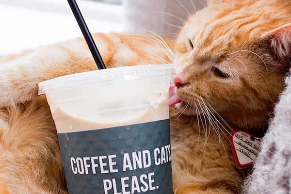 Crumbs & Whiskers does social media right with adorable photos of cats and customers.