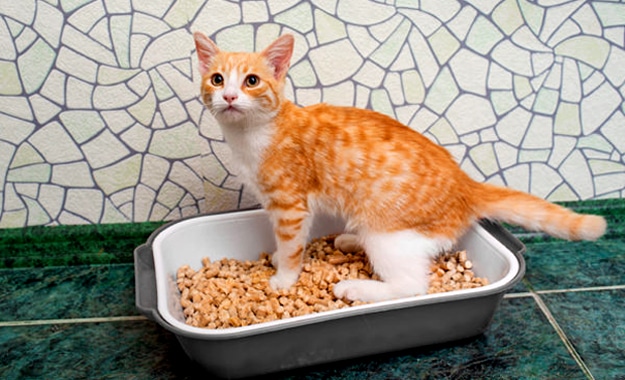 How to Choose the Right Litter for Your Cat - Catster