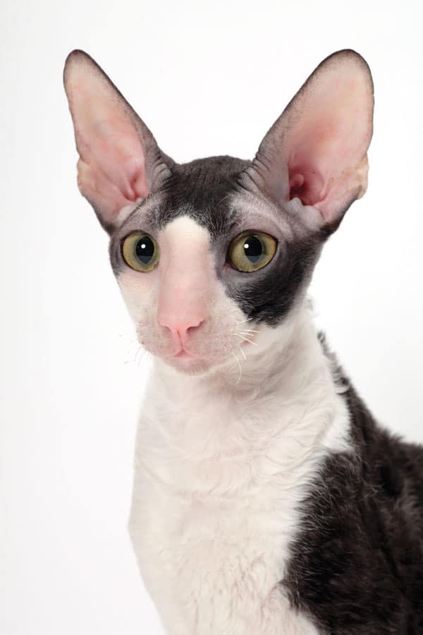 cornish rex cats ears