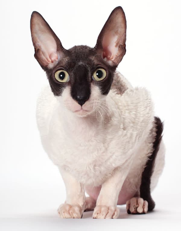 Whos That Cat 14 Reasons To Celebrate The Cornish Rex - 