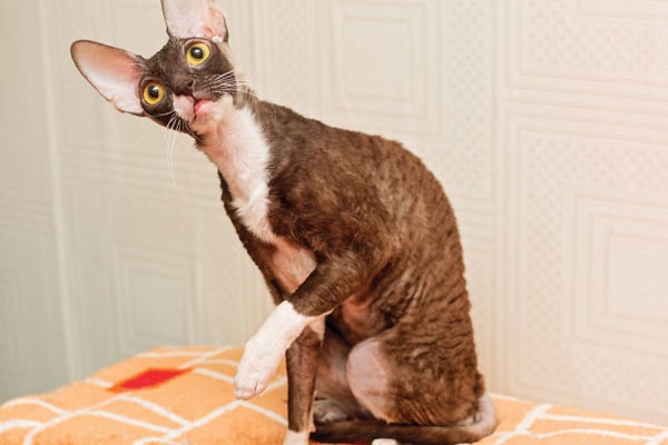 A Cornish Rex cat.