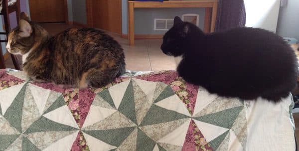 phoebe-cosmo-cats-train