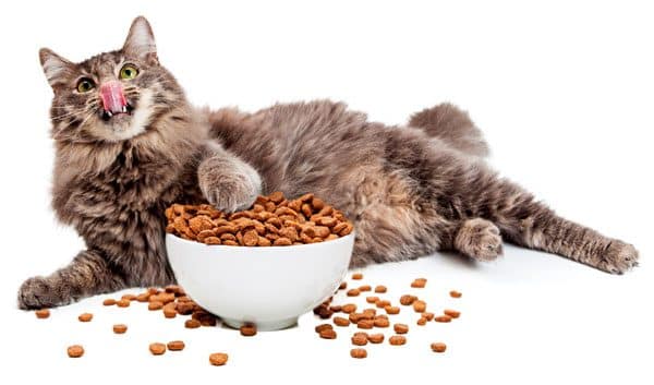 finicky cat food finicky cat food