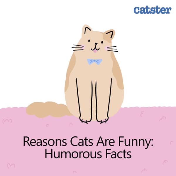 Facts about kittens best sale behavior