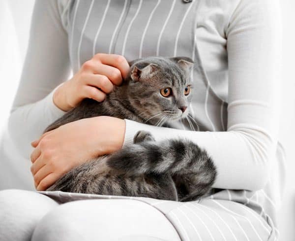 Some cats meow when they want to be picked up or when they want to be put down. Photo by Shutterstock