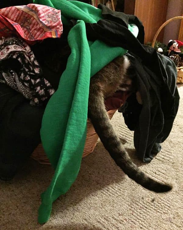 phoebe-laundry-basket-tail
