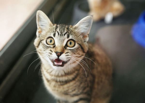 Cat meowing. Photo by Shutterstock
