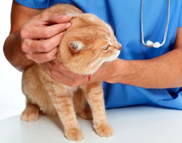Cat being examined by a vet. Photo by Shutterstock