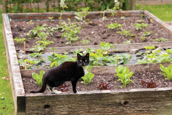 outdoor-cats-garden-26646545