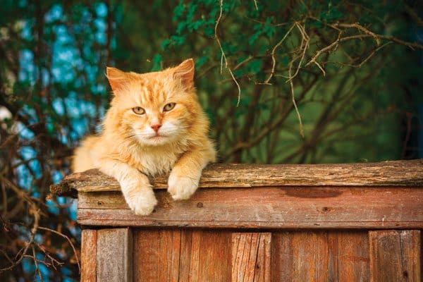 outdoor-cats-ginger-fence-141259876