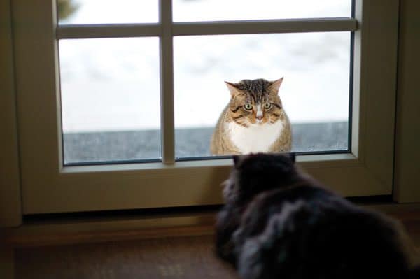 outdoor-cats-glass-door-175479338
