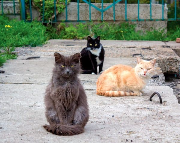 outdoor-cats-sidewalk-276672086