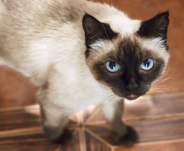 Some breeds, like the Siamese, have a reputation for being loud and vocal. Photo by Shutterstock