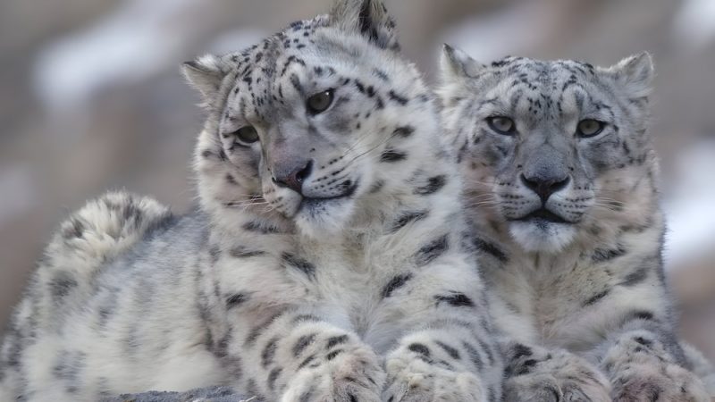two-snow-leopards