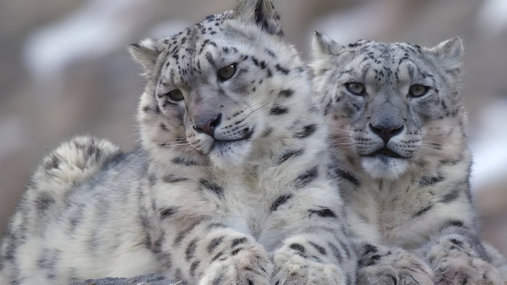 two-snow-leopards