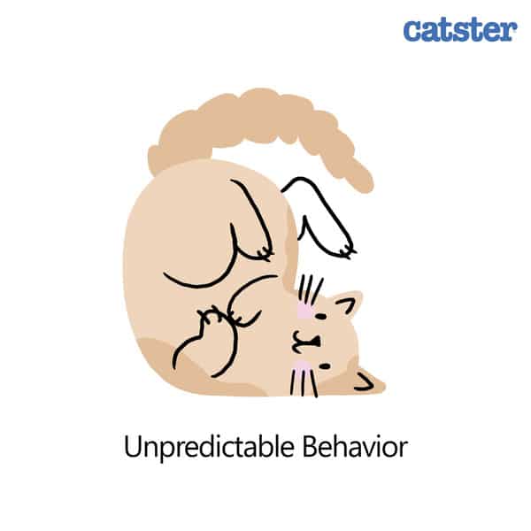 11 Reasons Cats Are Funny Humorous Facts Catster