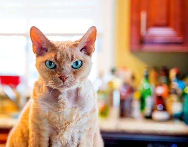 vet-cat-health-facts-spleen-01