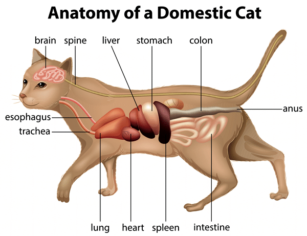 vet-cat-health-facts-spleen-diagram