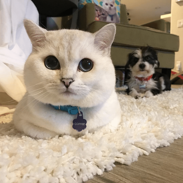 Mr White the Coffee Cat  Provides Your Daily Dose of Zen 