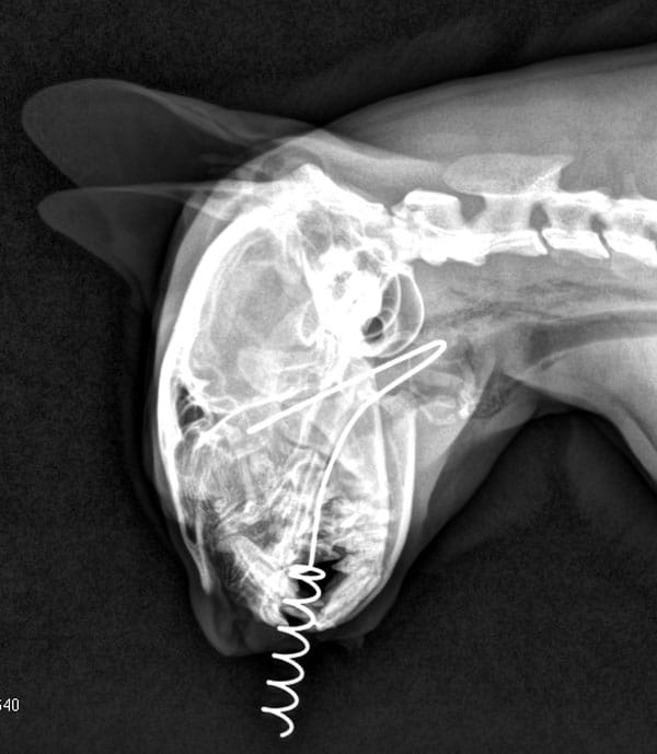 This XRay Contest Proves It Cats Eat the Darnedest Things Catster