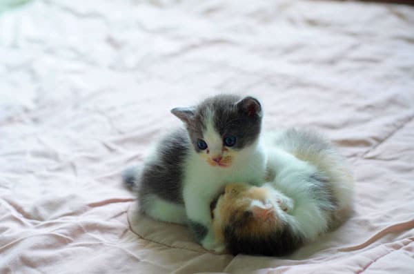 17 day old kittens