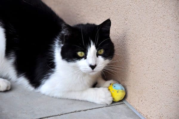 cat play balls