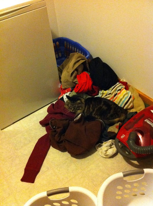 10 Cats Who Want to "Help" With Laundry Catster
