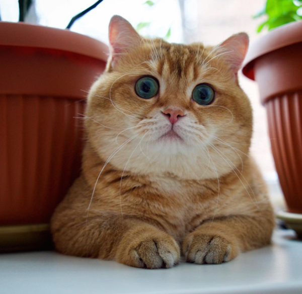 Hosico Is a Fluffy Scottish Cat From Moscow With Many Fans - Catster
