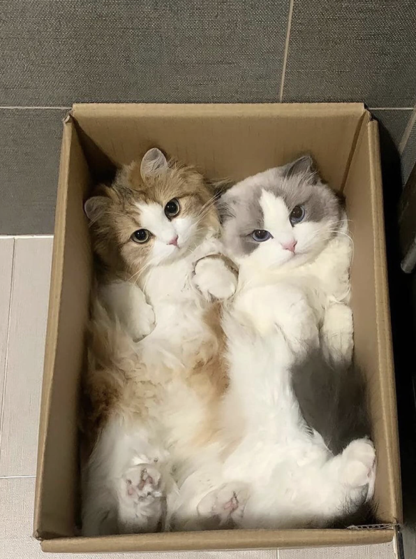 Chilling in Boxes