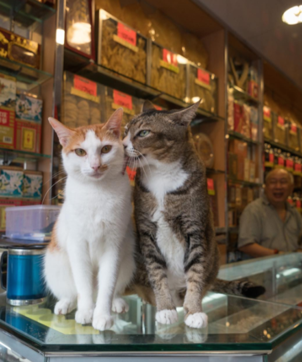 kong cat house