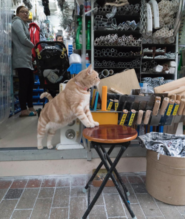 Step Inside the Exotic World of "Hong Kong Shop Cats" Catster