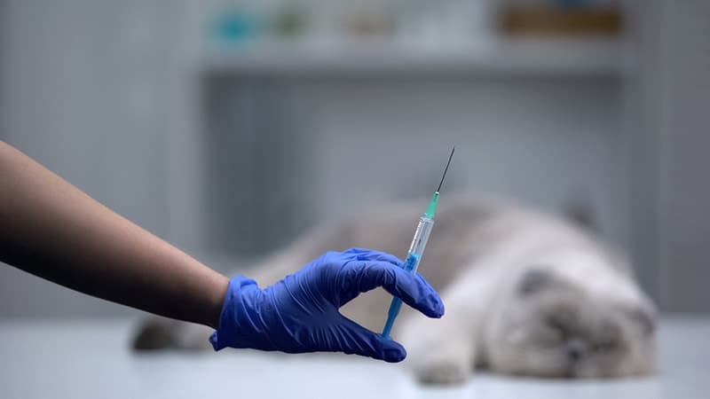 Vet hand showing syringe with vaccine for pets