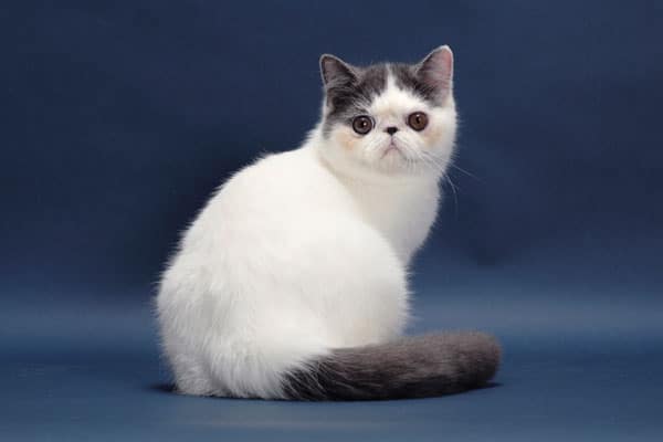 cat-breeds-Exotic-02