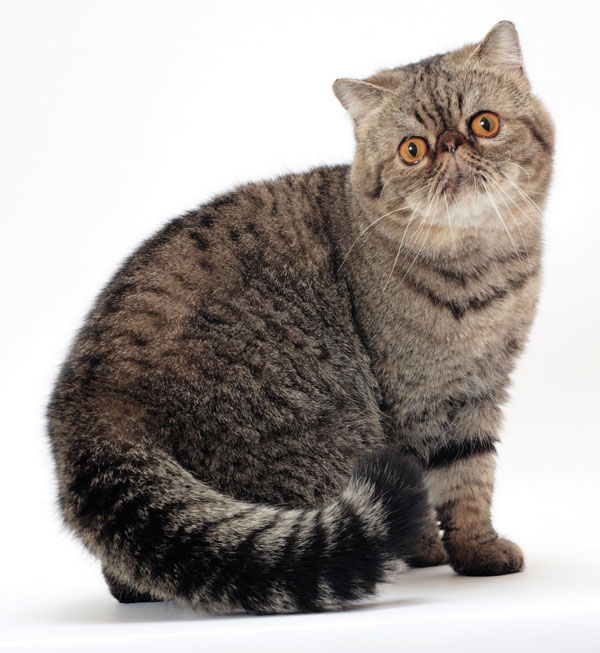 cat-breeds-Exotic-03