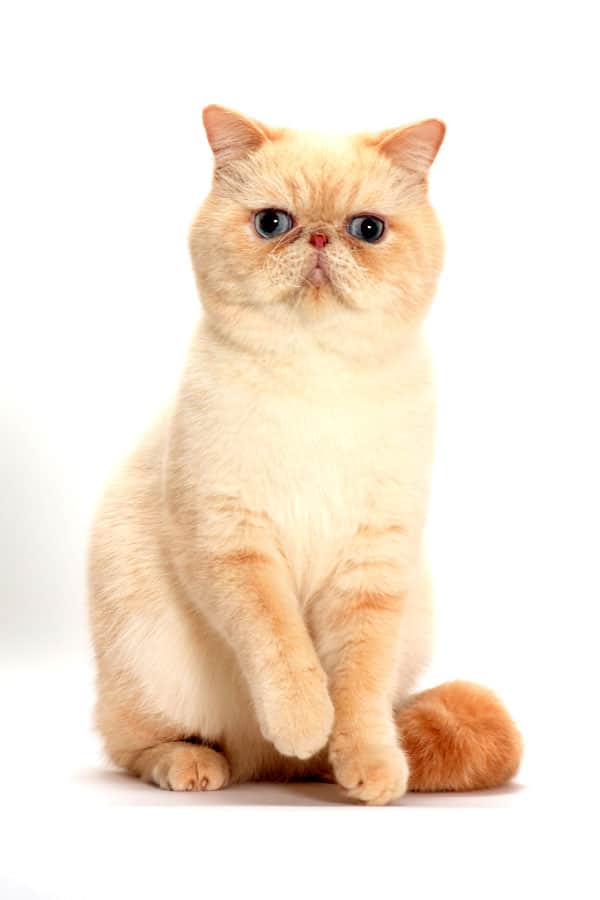 cat-breeds-Exotic-04