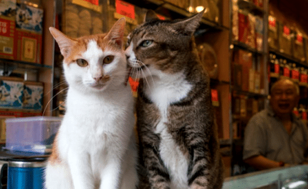 Step Inside the Exotic World of Hong Kong Shop Cats 