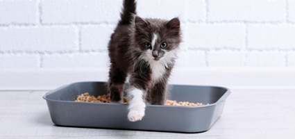 litter box cleaning tips
