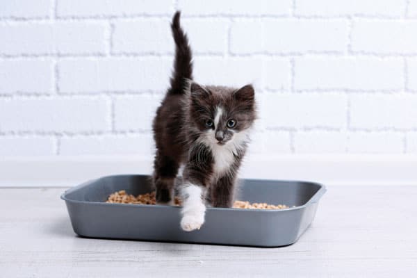 stop cat litter tracking