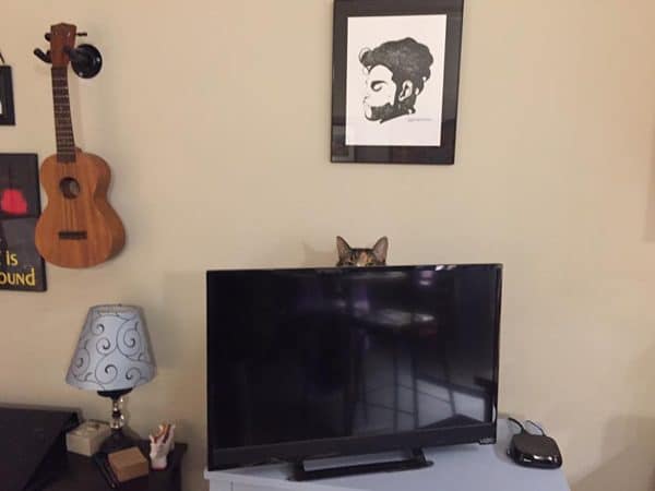 phoebe-cat-behind-tv